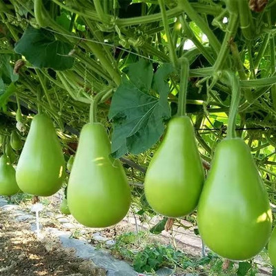 BSARKAR calabash/round bottle gourd/round louki seeds Seed(20 per packet)