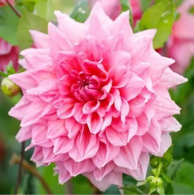 Aro Dhalia Seed(14 per packet)