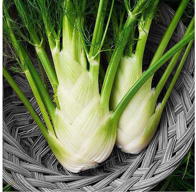 CYBEXIS LXI-56 - Florence Fennel Herb - (2250 Seeds) Seed(2250 per packet)