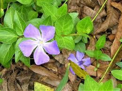Seedsqlty Vinca flower seeds hybrid, high germination (11 seeds) Seed(11 per packet)