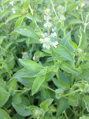 VibeX ® LXI-34 Mrs. Burns Lemon Basil Seeds Seed(1000 per packet)