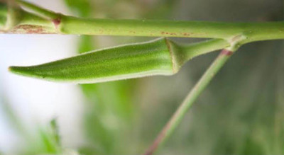 greenfarm NXC- Long Okra Seeds/ Ladyfinger Seeds ,250 X Seeds ,dfo145 Seed(250 per packet)