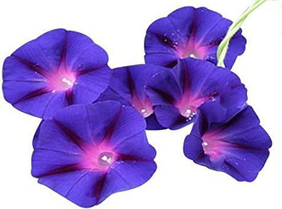 CYBEXIS Purple Morning Blooming Vine Seeds Seed(50 per packet)
