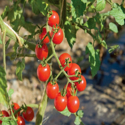 ashokavanam Cherry Tomato Seed(50 per packet)