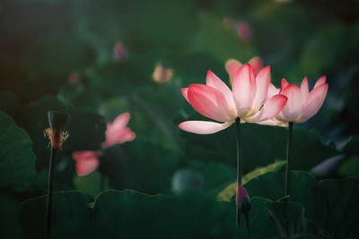 jkfarm lotus,kamal gatta Seed(11 per packet)
