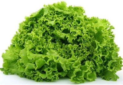 Qualtivate RES-6A Green Salad Bowl Lettuce Seeds Seed(300 per packet)