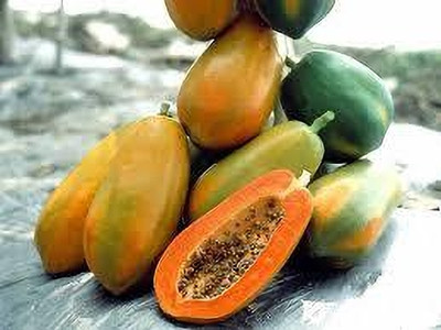 BDSresolve Taiwan papaya seeds pack of 39 Seed(39 per packet)