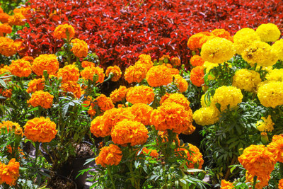 gardenUpp marigold/gende ka phool flower seeds Seed(75 per packet)