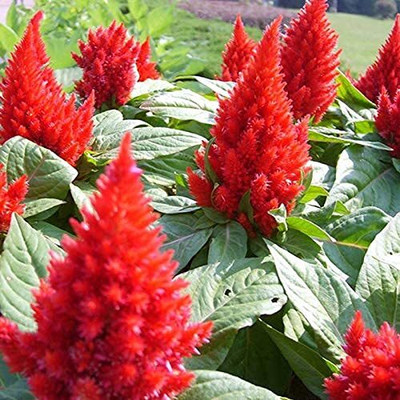Lorvox COLORFUL Mixed CELOSIA Flower Seed(80 per packet)