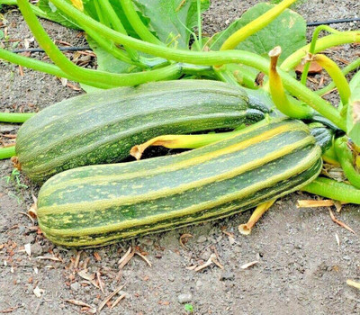 VibeX ® XXL-509 Cocozelle Zucchini Seeds Seed(100 per packet)