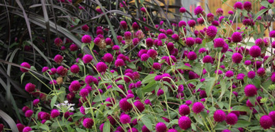 STARKC Gomphrena- Purple Flower Seed(200 per packet)