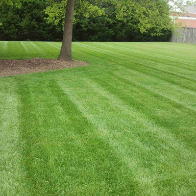 Dbbrothers St augustine grass seeds Pack of 16449 Seed(16449 per packet)