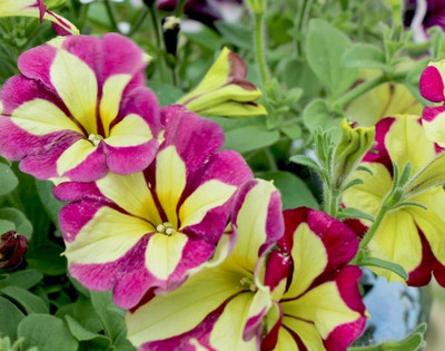 Quentova Fantsy mix Petunia Flower-VOX-2P Seed(100 per packet)