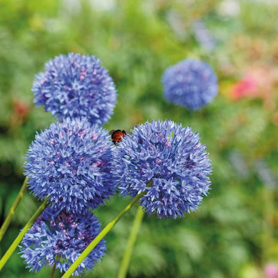 Biosnyg Organic Allium Ornamental Onion Seeds For Gardening-(500 Seeds) Seed(500 per packet)