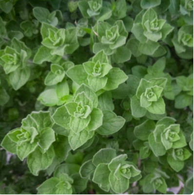 PROWSEED GREEK OREGANO Seed(100 per packet)
