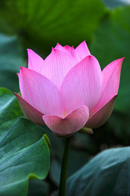 VRAKSHA lotus,kamal gatta Seed(10 per packet)