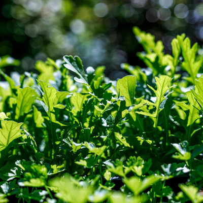 KNESSiN LAX-44 Cultivated Rocket Seed(200 per packet)