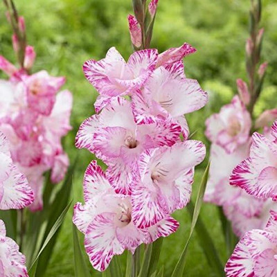 CRGO GLADIOULUS Seed(5 per packet)