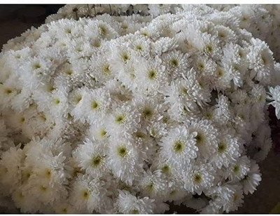 Lorvox Chrysanthemum Seed(110 per packet)