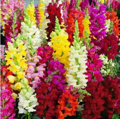 ROWTH Antirrhinum Majus Multi Mix Flower Seed(150 per packet)