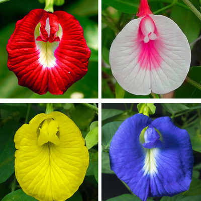 ARTA Aparajita Mixed Color Seeds For Home Gardening Seed(42 per packet)
