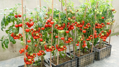 DEYS AGRO ™ tomato seeds, cherry tomato seeds, tomato seeds hybrid Seed(70 per packet)
