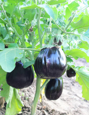 Kodali Hybrid F1 Brinjal Seeds Pack Of 71 Seed(71 per packet)