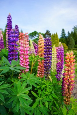 Quentova Russell Lupine Wildflower-ROC-11E Seed(50 per packet)