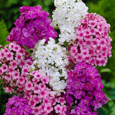 KKM F1 quality Phlox Seed(50 per packet)