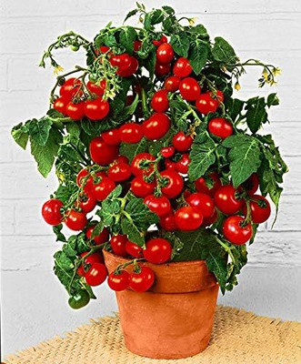 WILLVINE Tomato - Dwarf Variety - Totem - Seeds - Certified Organic-[3000 Seeds] Seed(3000 per packet)
