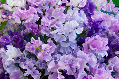 CYBEXIS Sweet Pea Bijou Dwarf Seeds (Lathyrus) Fragrant,Superior Variety Seed(1 g)