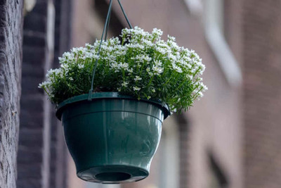 Aywal F1 Hybrid Candytuft Flower Seed(60 per packet)