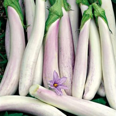 KNESSiN Long Bride Asian Brinjal Seeds-[10gm] Seed(2000 per packet)