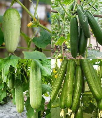 ibains Long cucumber seeds Kakari sosa seeds beej 64 Seed(64 per packet)