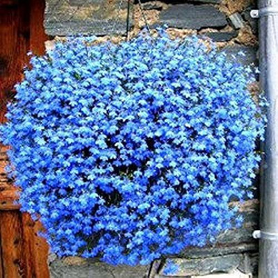 ACCELCROP Verbena- Mammoth Mix Seed(32 per packet)