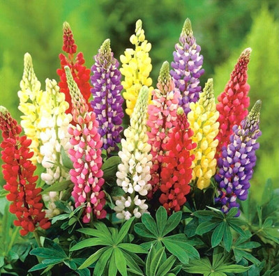 Quentova Lupine Summer Blend - Lupinus Polyphyllus Flower-GBPUT-10B Seed(75 per packet)
