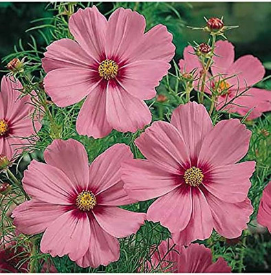 BDSresolve Cosmos Cosmic Orange Seed/cosmos seed 11 Seed(11 per packet)