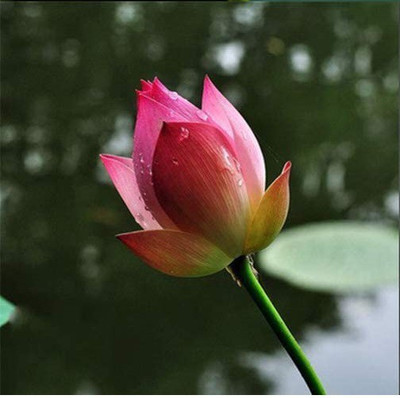 VibeX NBIR-76 - Aquatic Lotus Nelumbo nucifera - (270 Seeds) Seed(270 per packet)