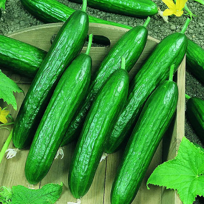 Qualtivate HYB-4A Beit Alpha CMR/MMR Cucumber Seeds Seed(300 per packet)