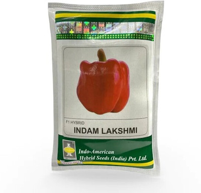 DIVINE CAPSICUM Seed(100 per packet)