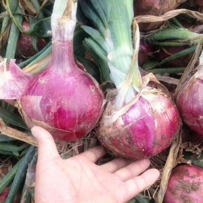 CYBEXIS Giant Nasik Red Onion Shallot Seeds Sterilized Vegetable1000 Seeds Seed(1000 per packet)