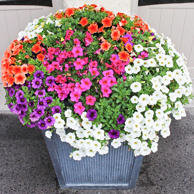 XOLDA Exotic petunia Seed(25 per packet)