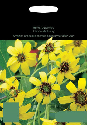 CYBEXIS Berlandiera Chocolate Daisy Seed(50 per packet)