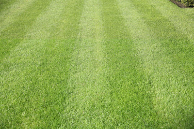 abiswas Bermuda Grass Seed(22000 per packet)
