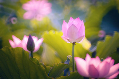 UPASSANA lotus,kamal gatta Seed(10 per packet)