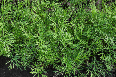 CYBEXIS VXI-53 - Mammoth Long Island Dill - (750 Seeds) Seed(750 per packet)