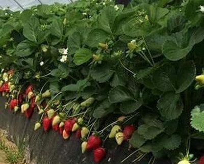 Aywal Good Germination Strawberry Fruit Seed(40 per packet)