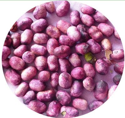 CRGO JAAMUN, JAVA PLUM Seed(40 per packet)