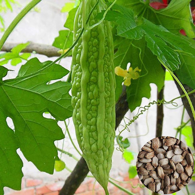 CYBEXIS Bitter Gourd Seeds400 Seeds Seed(400 per packet)