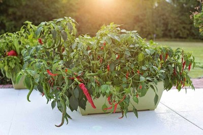 KANAYA Chilli Seeds Hot Jwala Hybrid Vegetable Seed(200 per packet)